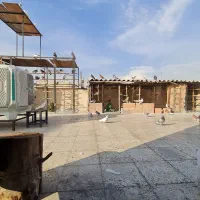 کفتر پرشی گرفتنی به شرط