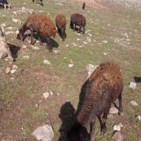 گوسفند بره دار