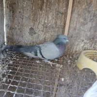 سلام.سبز،چشم سیاه بازیکن ماده به فروش میرسد|پرنده|نگار, |دیوار