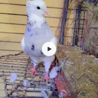 طوقی عروسک|پرنده|طبس, |دیوار