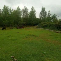 زمین مسکونی ۲۵۰متری با پروانه ساخت ۱۰۰متری|فروش زمین و ملک کلنگی|کوچصفهان, |دیوار