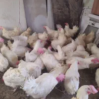 مرغ تخمگذار وزن بالا برای کشت|حیوانات مزرعه|شیراز, شهرک سعدی|دیوار