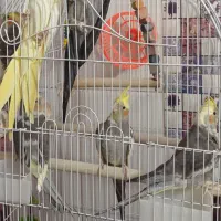 عروس هلندی|پرنده|لاهیجان, گلستان|دیوار