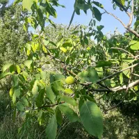 باغ۵۵۰متری سپیدان|فروش زمین و ملک کلنگی|سپیدان, |دیوار