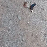 کبوتر دم سفید