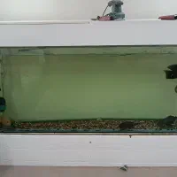 اکواریوم بزرگ|ماهی|تبریز, |دیوار