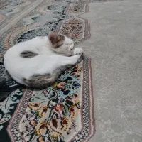 گربه رایگان