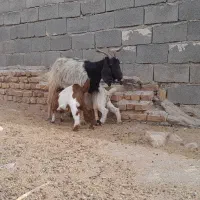 بزبزغالهدارجملیشیراسالممیشبره|حیوانات مزرعه|رضویه, |دیوار