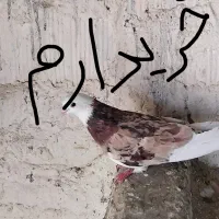 ماده شازده زرد و سرور|پرنده|قم, شهرک سازمان آب|دیوار