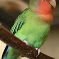 گمشده با مژدگانی دوبرابر خودش