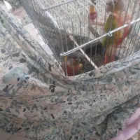 یک جفت گرینچیک سخنگو.رقاص.|پرنده|قزوین, |دیوار