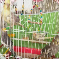 چهار عدد عروس هلندی چهار ماهه