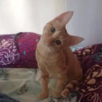 واگذاری گربه