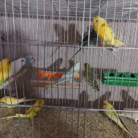 فروش تعدادی جوجه مرغ عشق دو الا سه ماه|پرنده|شهر بابک, |دیوار