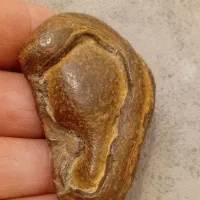 هبهاب گوش چند میلیون ساله