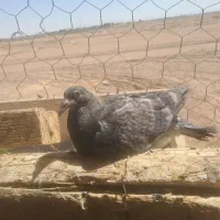 کبوترپلاکی