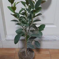 گل فیکوس جنگلی