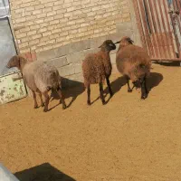 میش هتور و همو|حیوانات مزرعه|بجنورد, |دیوار