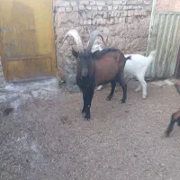 نر بز آلپاین|حیوانات مزرعه|باغ بهادران, |دیوار