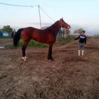 اسب نریان دوخون ۵ ساله قد بلند|اسب و تجهیزات اسبسواری|ری, امین آباد|دیوار