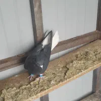 کفتر زاغ دم سفید ،کفتر پلاکی