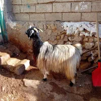 ۱عدد بز جوان کوک برای قربانی کیلویی|حیوانات مزرعه|اردبیل, |دیوار