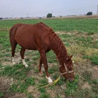 نریان دوساله|اسب و تجهیزات اسب‌سواری|بهبهان, |دیوار