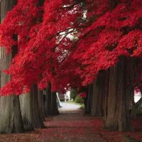 موی بدون رنگ