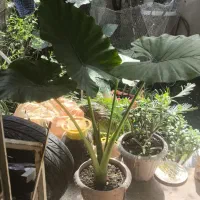 گل بابا آدم