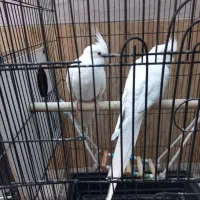 جفت عروس هلندی البینو