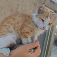 واگذاری سه فرشته کوچولو