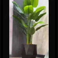 نخل مسافر درختچه|گل مصنوعی|تهران, مشیریه|دیوار