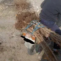 نهال بادام و زردآلو در بناب مرند