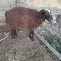 بره افشاری بزرگ|حیوانات مزرعه|اندیمشک, |دیوار