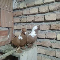 پرنده ککیلی وترکیه گزن