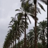 خریدار نخل بدون زمین جهت جابجایی