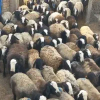 گوسفند شال|حیوانات مزرعه|اصفهان, مسجد مصلی|دیوار