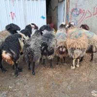 گوسفند زنده