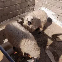 ۲ عدد بره نر در خونه ای