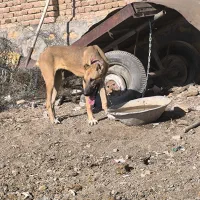 سگ ماده|سگ|گوگان, |دیوار