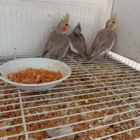 جوجه سر لاکی تخفیف دادم فقط سیصد پنجاه هزار