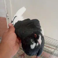 ماده قره شهرستانی کرمونی|پرنده|تهران, دهم فروردین|دیوار