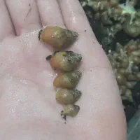 جوجه حلزون آچاتینا و مکمل و کلسیم