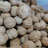 گردوی بلغاری پوست ب شدت کاغذی