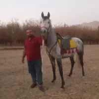 اسب نریان  فروشی