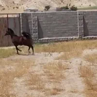 کره نریون دوساله|اسب و تجهیزات اسب‌سواری|کازرون, |دیوار