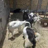 فروش تعدادی کهره نروبز