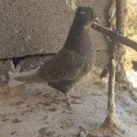 یک جفت دم سفید جوانه پاک|پرنده|فردوس (خراسان), |دیوار