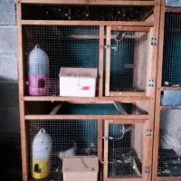 جفتگاه کبوتر و ...