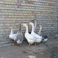 غاز|حیوانات مزرعه|گنبد کاووس, |دیوار